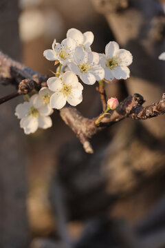 莱阳梨树梨花