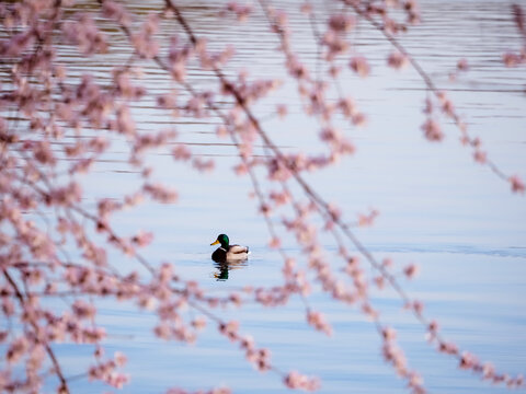 颐和园的桃花