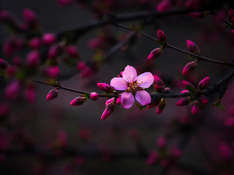 北京国家植物园的美人梅