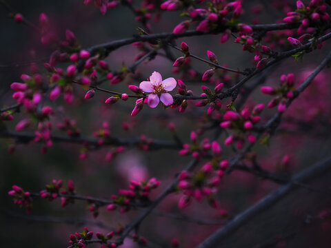 北京国家植物园的美人梅