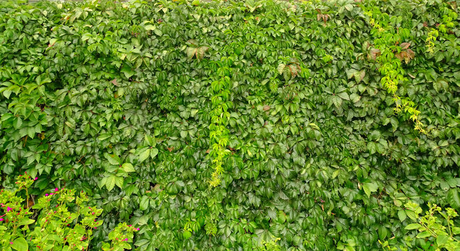 绿叶墙面