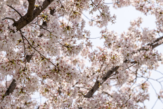 樱花特写