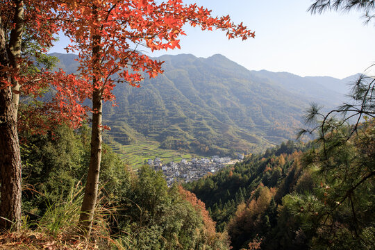 秋天红枫树