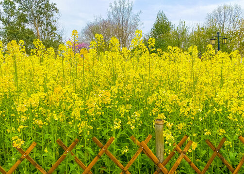 油菜花