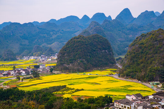 春季油菜花