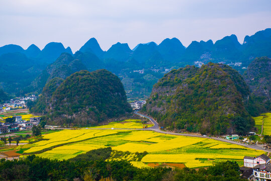 春季油菜花