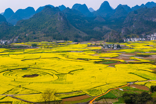 春季油菜花