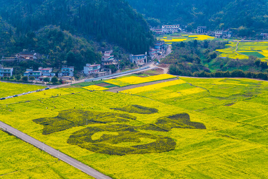 春季油菜花