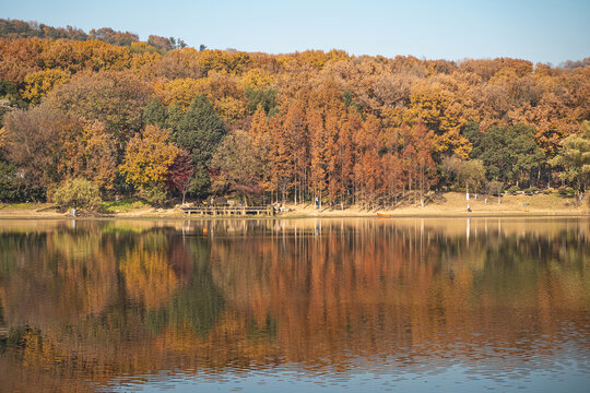 琵琶湖的秋