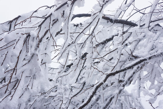 公园雪景