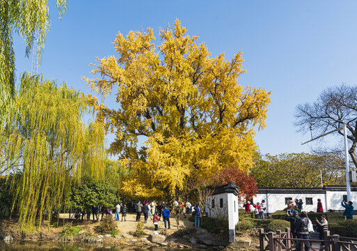 古树公园千年银杏