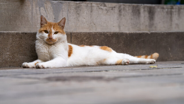 宠物猫特写