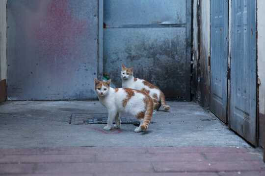 野猫流浪猫可爱萌宠