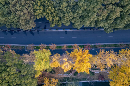 苏州道前街秋季银杏黄了