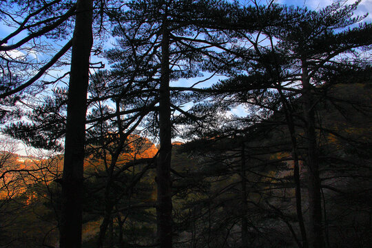 黄山松黄山景色