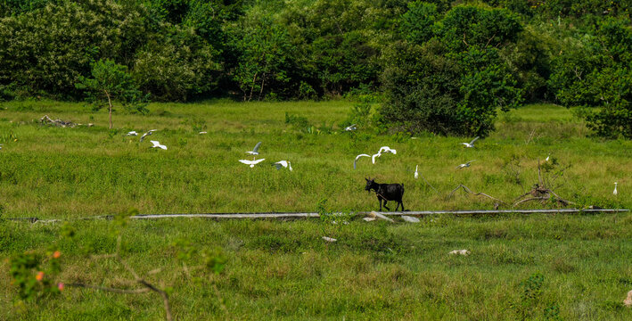 惠州田野里的黑山羊和小鸟