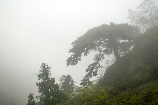 雾中松树
