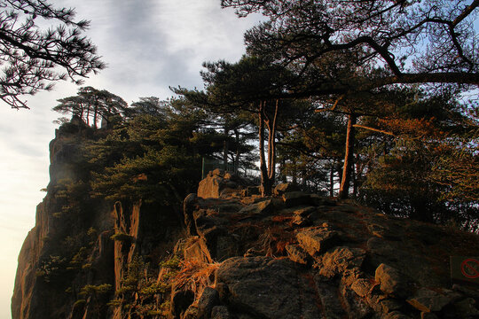 黄山松黄山远眺