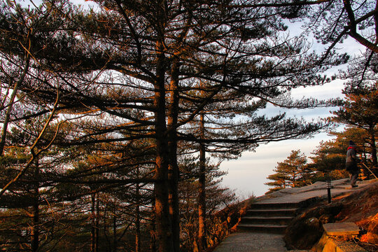 黄山松黄山登山路