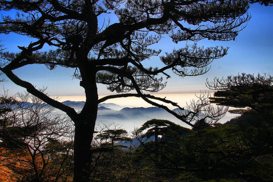 黄山松黄山远眺