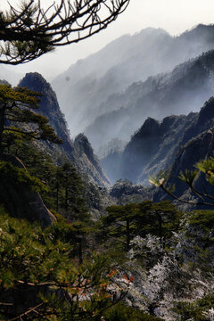 黄山松黄山远眺