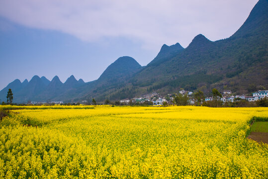 春季油菜花