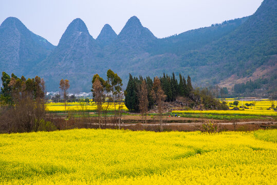 春季油菜花