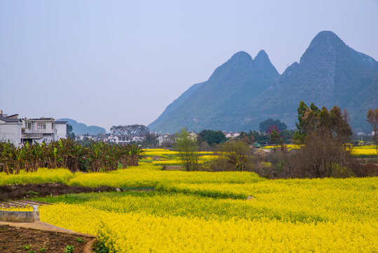 春季油菜花