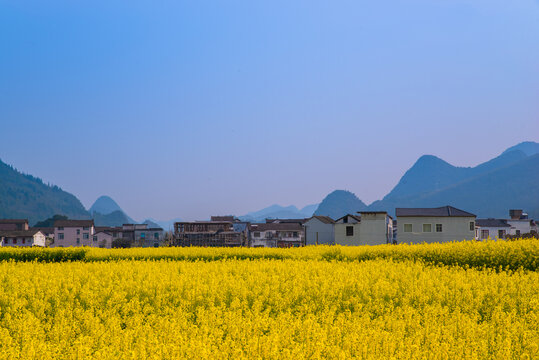 春季油菜花