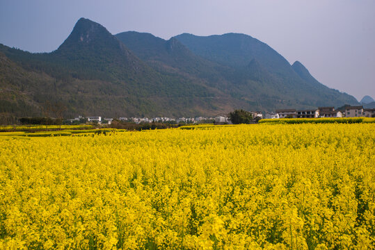 春季油菜花