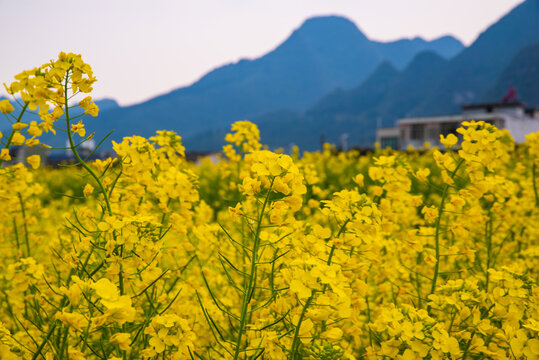 春季油菜花