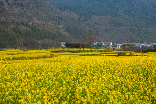 春季油菜花