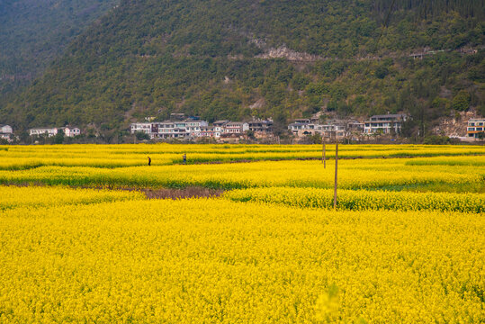 春季油菜花