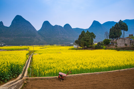 春季油菜花