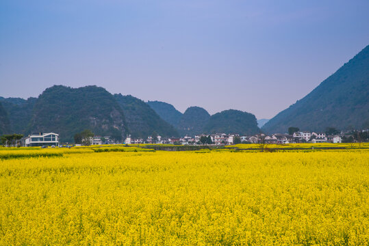 春季油菜花