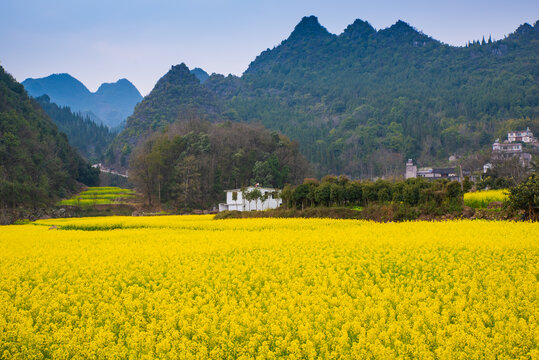 春季油菜花