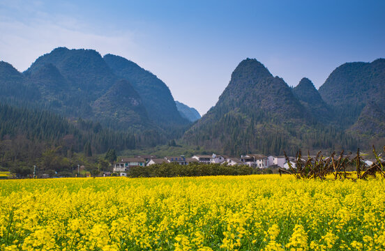 春季油菜花