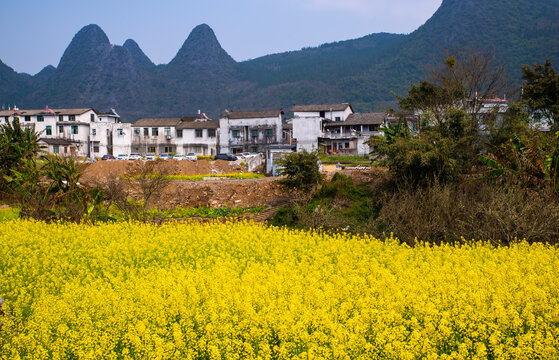 春季油菜花