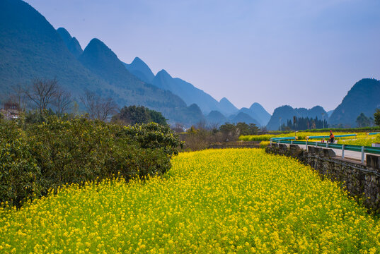 春季油菜花