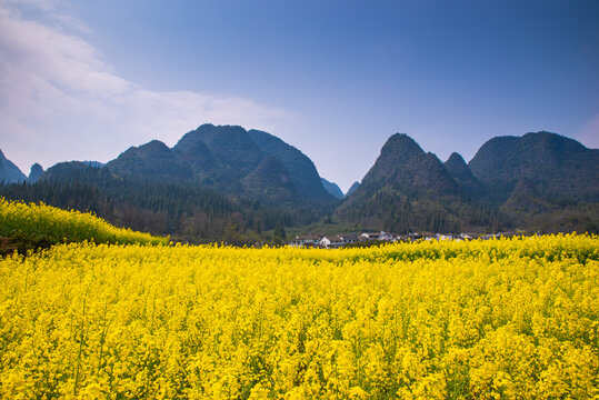 春季油菜花