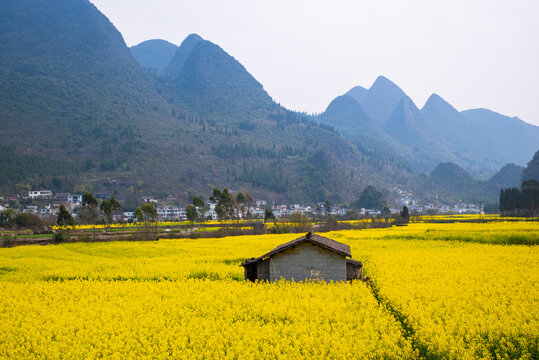 春季油菜花