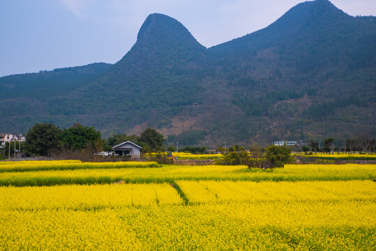 春季油菜花