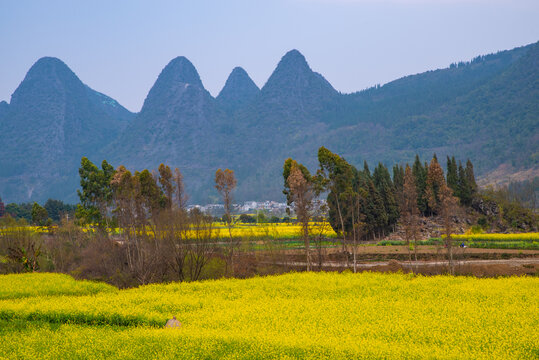 春季油菜花