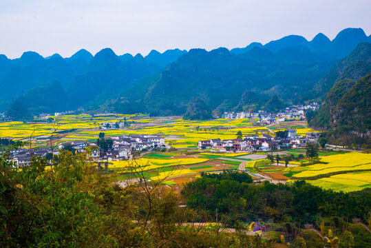 春季油菜花