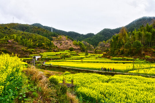 高山下的农田