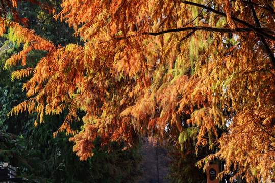 深秋的水杉