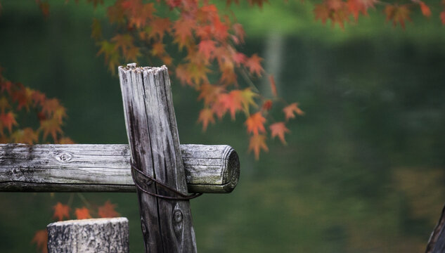池塘红叶背景的木桩