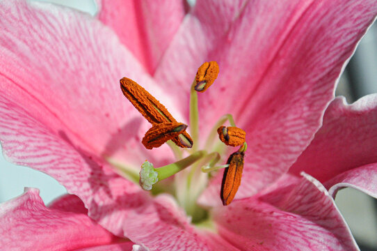 百合雄蕊花药特写