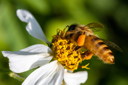 花上小蜜蜂采蜜忙