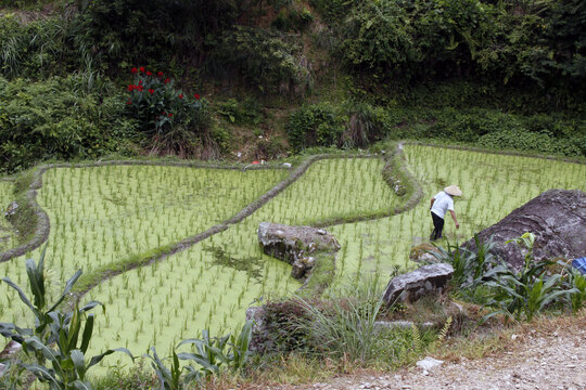 龙脊梯田